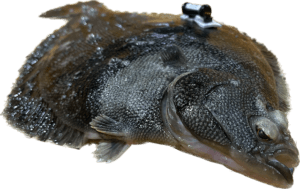 C7_Flatfish