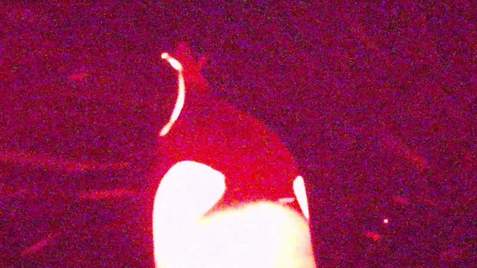 World-first footage of king penguins catching fish in the dark deep sea — high success during ascent