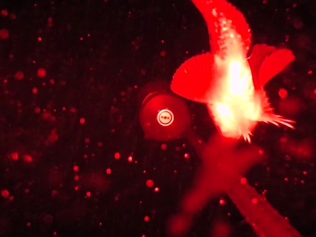 LoggLaw CAM の赤色 LED 照明下で撮影された深海性魚類