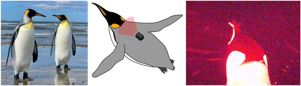 世界初!キングペンギンが暗い海中で魚を捕食する瞬間を撮影|東京大学がLoggLaw CAMで成功